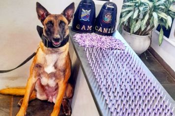 Equipes da Guarda Civil Municipal faz a maior apreensão de cocaína