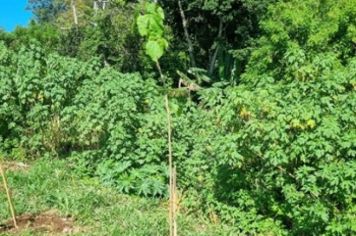 Secretaria de Meio Ambiente realiza plantio às margens do Ribeirão do Chá, na Vila Nova Itapetininga