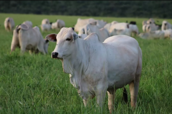 Itapetininga realiza palestras sobre saúde no campo e uso adequado de produtos veterinários