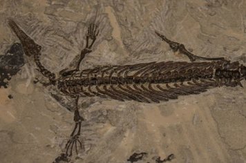 Mostra de Fósseis, Rochas Brasileiras e Oficina de Incrustação de Insetos no Centro Cultural de Itapetininga