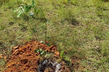 Secretaria de Meio Ambiente de Itapetininga realiza plantio de mudas na Praça da vila Barth II