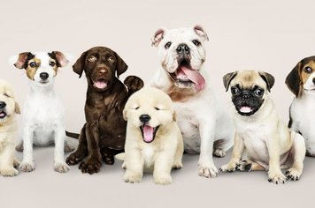 Prefeitura divulga calendário da Campanha de Vacinação Antirrábica na Zona Rural