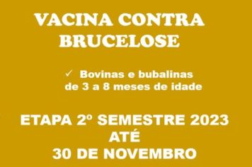 Pecuaristas têm até o dia 30 de novembro para vacinar o rebanho contra a Brucelose