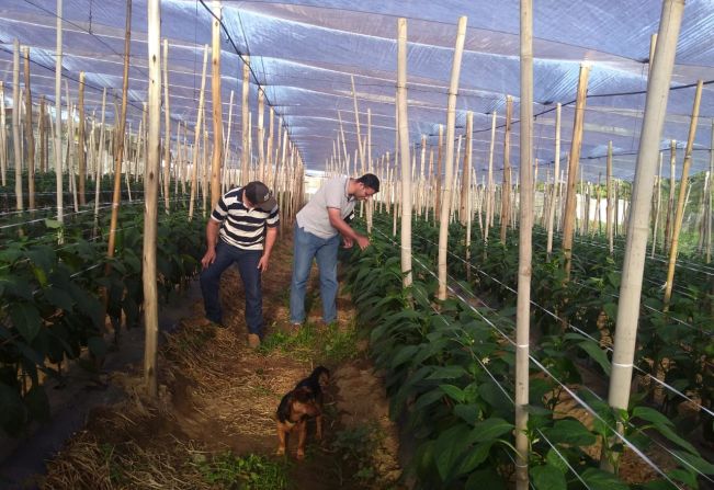 Faxinal do Rio Acima em Itapetininga recebe orientação técnica sobre pimentão e atividade leiteira
