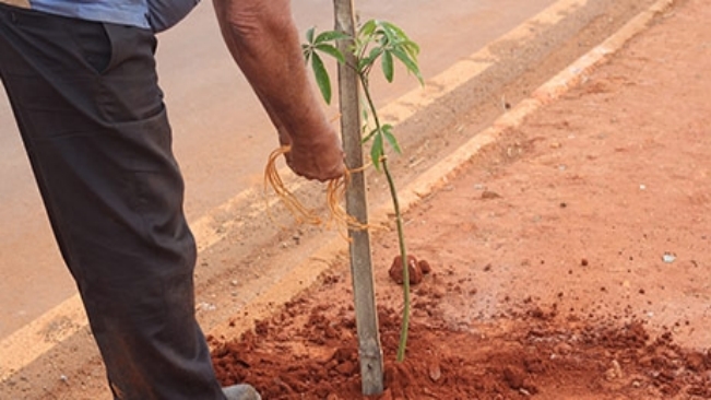 Mais de 200 árvores começam a ser plantadas 