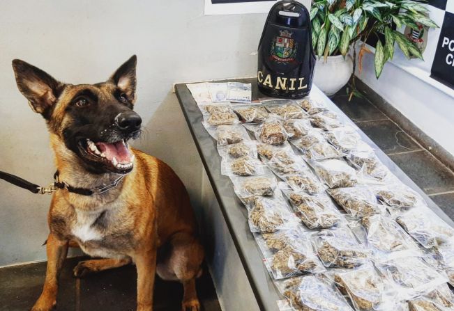 GCM apreende 1kg de maconha no Jardim São Camilo