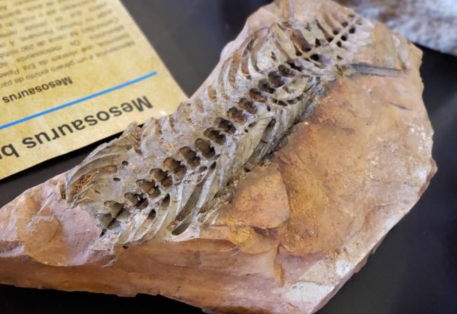 Mostra de fósseis no Centro Cultural de Itapetininga