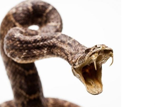 Previna-se contra animais peçonhentos – Cobras
