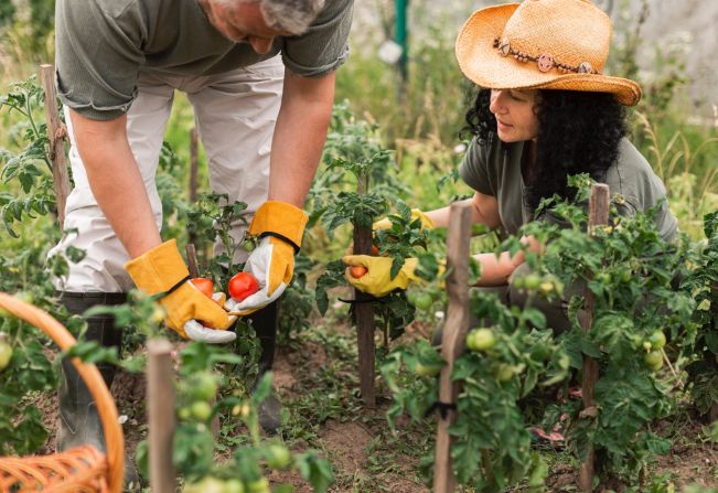Itapetininga registra saldo positivo de 2.032 empregos em 2024 com destaque para os setores de serviços e agropecuária