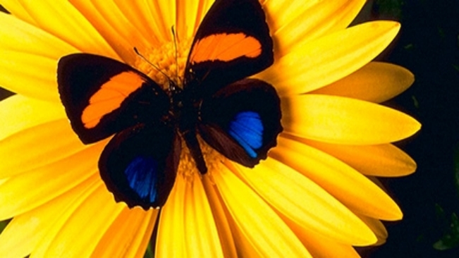 Espetáculo Girassóis chega a Itapetininga