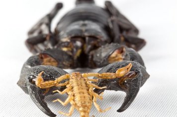 Prefeitura de Itapetininga lança campanha de prevenção à animais peçonhentos