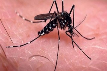ARRASTÃO CONTRA AEDES SERÁ NA VILA REGINA E ADJACÊNCIAS