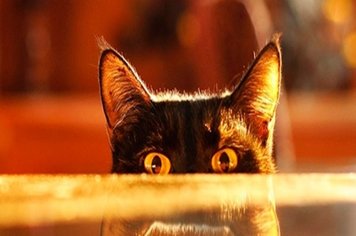 Campanha Anual de Vacinação Antirrábica em Cães e Gatos começa em Maio