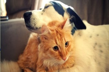 Mais de 16 mil cães e gatos são vacinados na campanha antirrábica