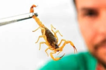 Secretaria de Saúde informa sobre os riscos de acidentes com escorpiões