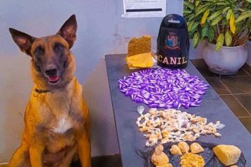 Operação da Polícia Civil com apoio da Guarda Municipal de Itapetininga apreende mais de 450 porções de drogas