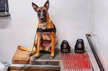 Operação Itapê + Segura registra apreensão de 500 porções de cocaína em Itapetininga