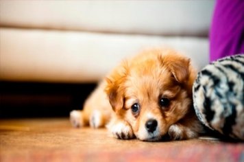 ÚLTIMOS DIAS DA CAMPANHA ANUAL DE VACINAÇÃO ANTIRRÁBICA