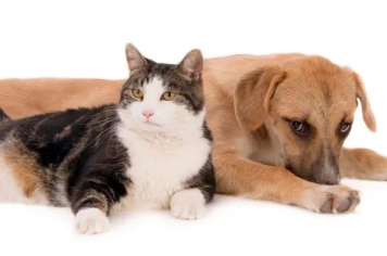 Mutirão de Castração no Distrito do Rechã será retomado neste sábado e domingo, dias 8 e 9 de fevereiro