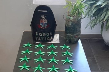 Itapê + Segura, prende dois homens com drogas e até um pé de maconha