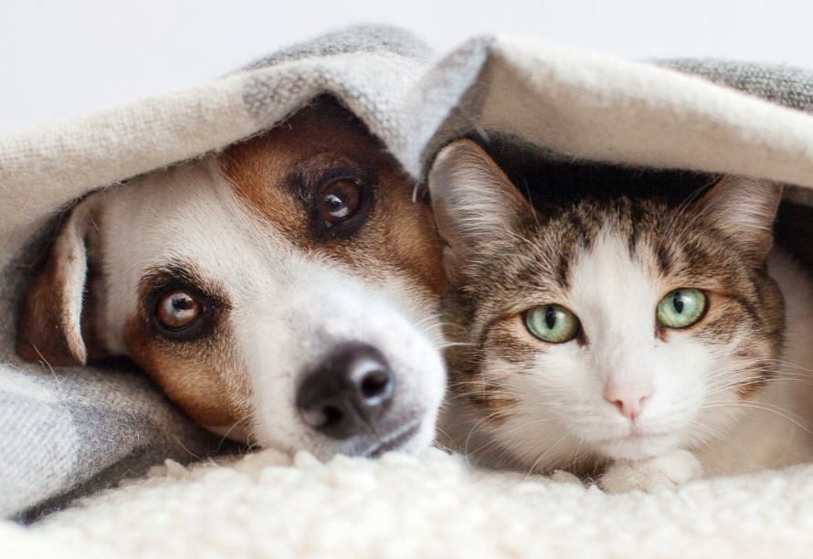 Prefeitura de Itapetininga realiza Mutirão de Castração no Jardim Monte Santo nos dias 22 e 23 de fevereiro