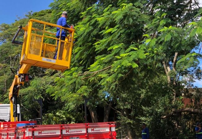 Mais de 270 podas de árvores são realizadas pela prefeitura em bairros