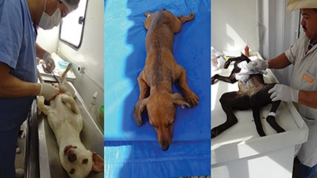 Prefeitura realiza mutirão de castração