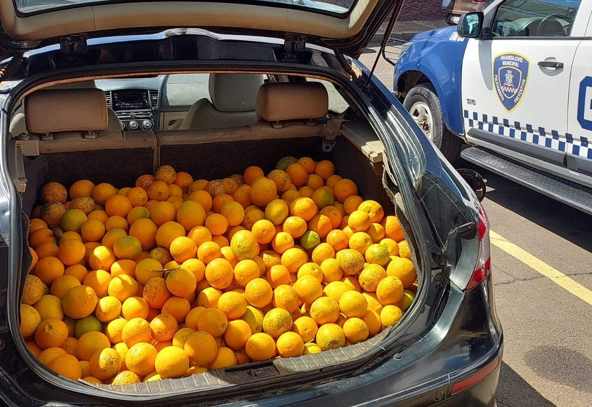 Guarda Municipal de Itapetininga prende homem em flagrante por furto de laranjas no Distrito do Rechã