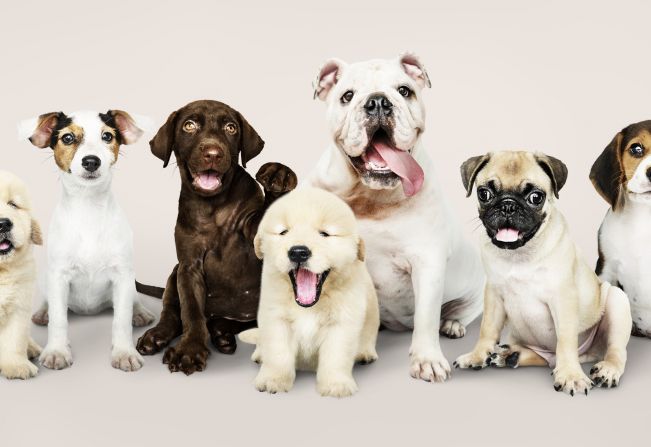 Prefeitura divulga calendário da Campanha de Vacinação Antirrábica na Zona Rural