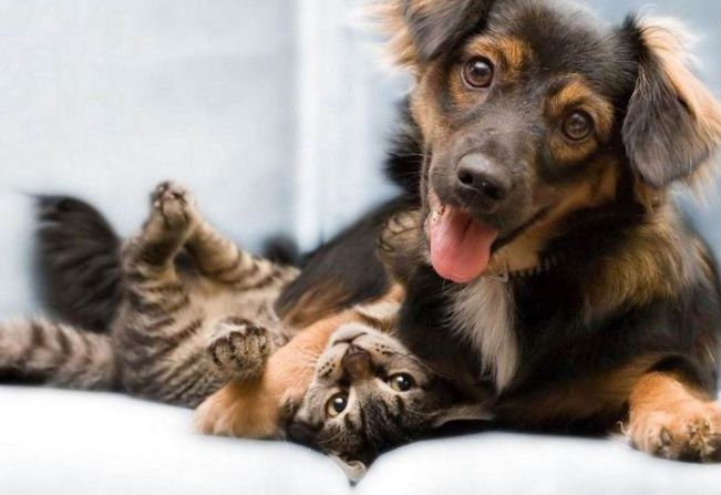 1º Mutirão de Castração de 2025 em Itapetininga será realizado no Distrito do Rechã