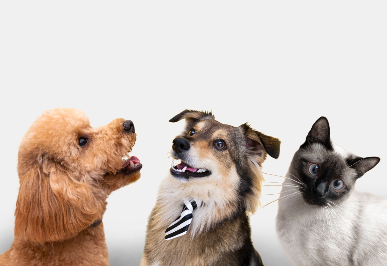 Inscrições para o mutirão de castração no Jardim Monte Santo são 100% preenchidas