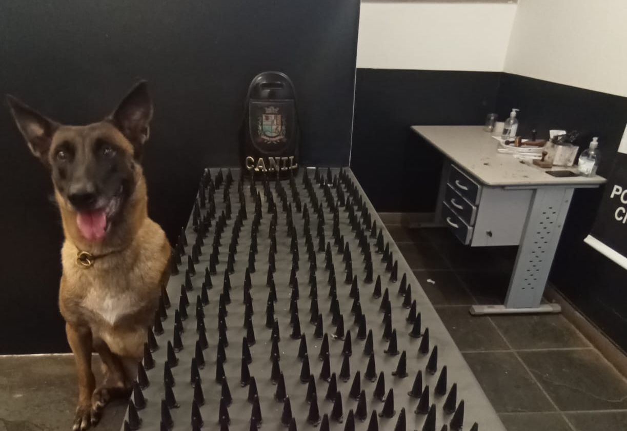 Canil da Guarda Municipal de Itapetininga localiza mais de 480 porções de entorpecentes na Vila Arruda
